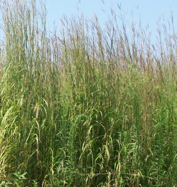 tall grasses of green and brown