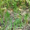 up-close image of leaves and small blades of green grass