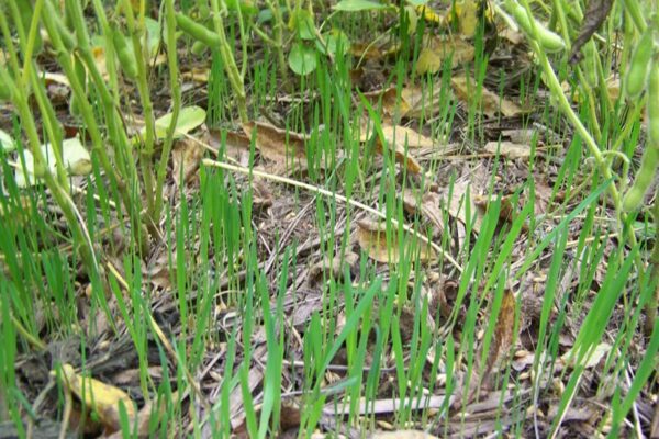 up-close image of leaves and small blades of green grass