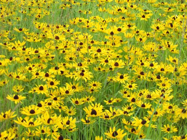 native grasses and yellow wildflowers