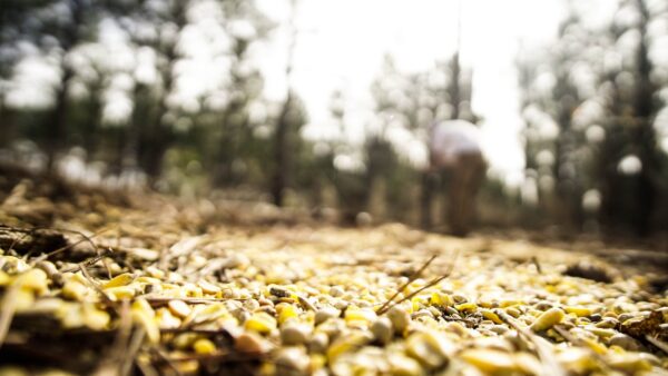 corn and seeds for animal feed on the ground with blurred animal in the background