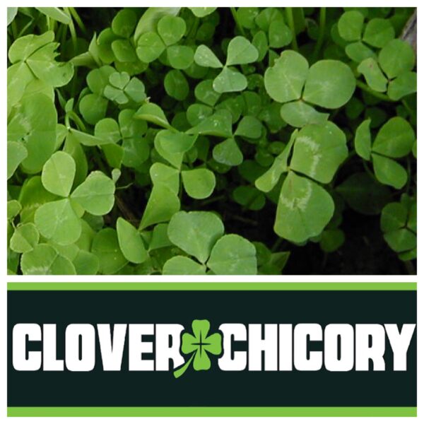 close-up image of clover leaves