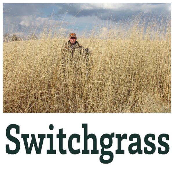 Man standing in a field of tall light tan switchgrass