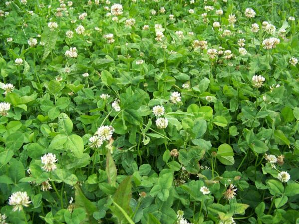 close-up image of clover with white blooms