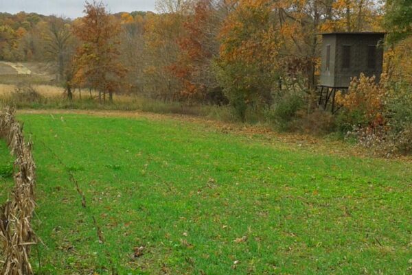 green short grass lined by trees with a hunting blind on the perimeter