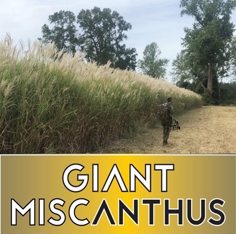 RWWP Giant Miscanthus